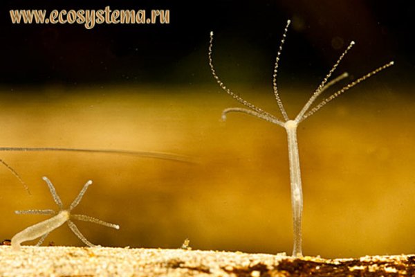 Как отличить оригинальный сайт кракена